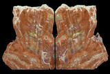 Tall, Arizona Petrified Wood Bookends - Red, Purple & Yellow #89341-1